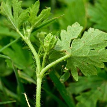 Modiola caroliniana, Carolina Bristlemallow Modiola caroliniana, Carolina Bristlemallow